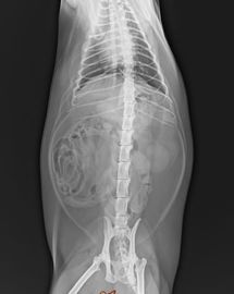 Klarer trockener Film Konida X Ray, Fuji-medizinische Diagnosedarstellung